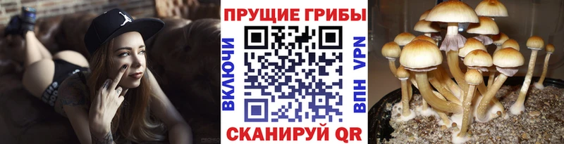 blacksprut ссылка  Мглин  Галлюциногенные грибы MAGIC MUSHROOMS 